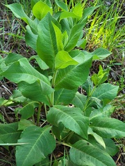 Silphium glutinosum