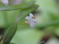 Galium humifusum