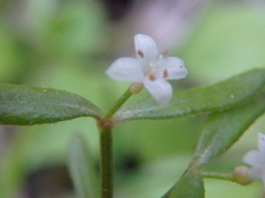 Galium humifusum