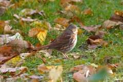 Passerella iliaca iliaca