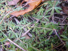 Galium humifusum