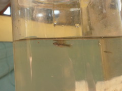 Poeciliidae