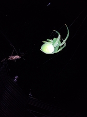 Araneus uniformis