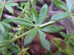 Galium humifusum