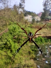 Argiope picta