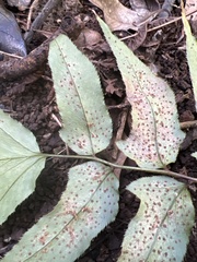 Cyrtomium caryotideum