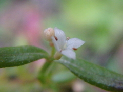 Galium humifusum