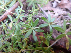 Galium humifusum