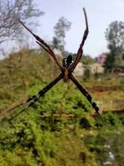 Argiope picta