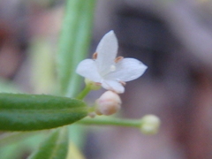 Galium humifusum