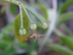 Galium humifusum