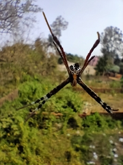 Argiope picta