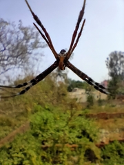 Argiope picta