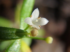 Galium humifusum