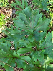 Silphium compositum