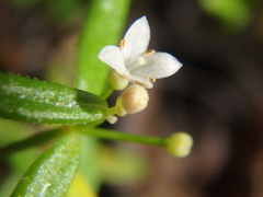 Galium humifusum