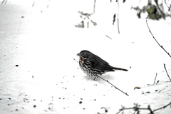 Passerella iliaca iliaca