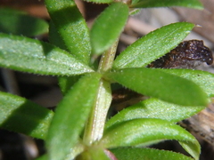 Galium humifusum