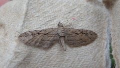 Eupithecia phoeniceata