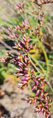 Limonium peregrinum