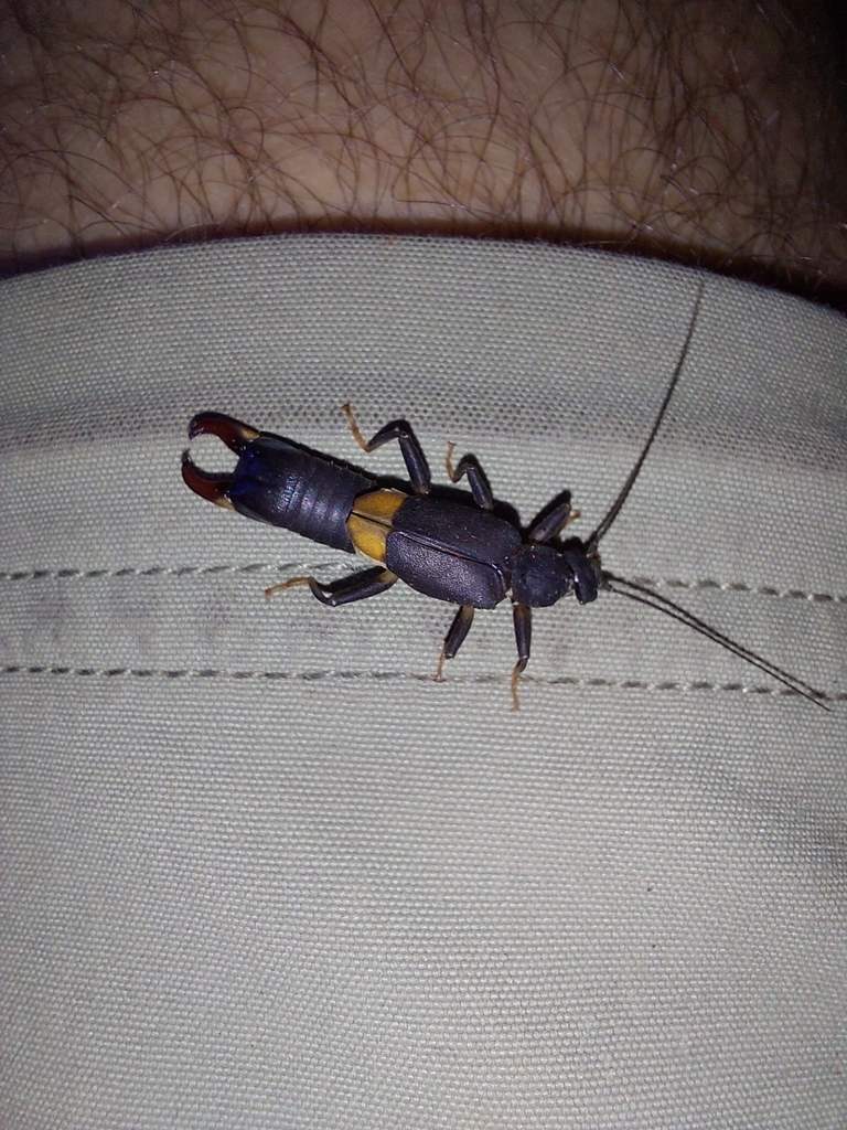 Pyragra paraguayensis