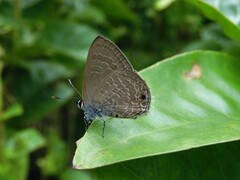 Anthene emolus goberus