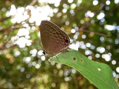 Jamides bochus nabonassar