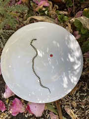 Homoroselaps lacteus