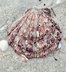 Nodipecten fragosus