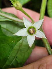 Lycianthes