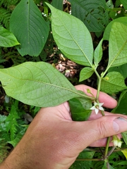 Lycianthes
