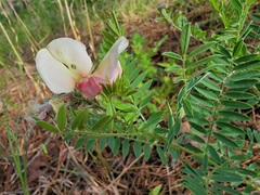 Tephrosia virginiana