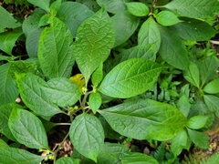 Lycianthes
