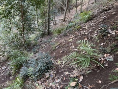 Pteris hillebrandii