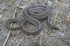 Tropidoclonion lineatum