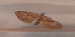 Eupithecia phoeniceata