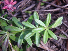 Galium humifusum