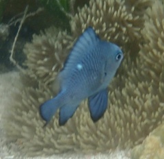 Dascyllus trimaculatus