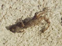 Tenuidactylus caspius