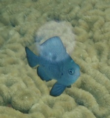 Dascyllus trimaculatus