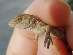 Tenuidactylus caspius