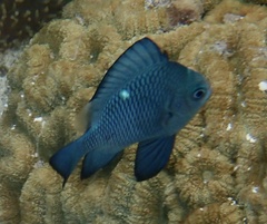 Dascyllus trimaculatus