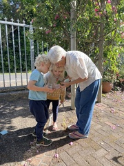 Homoroselaps lacteus