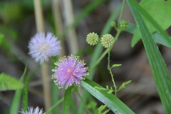 Mimosa microphylla