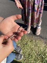 Homoroselaps lacteus