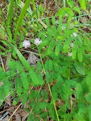 Mimosa microphylla