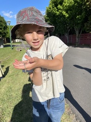 Homoroselaps lacteus