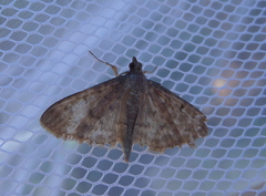 Herpetogramma licarsisalis