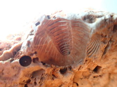 Trilobita