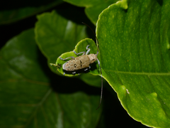 Prosopocera maculosa